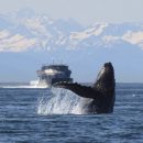 Ученые: Горбатые киты больше не поют рядом с морскими кораблями Ученые: Горбатые киты больше не поют рядом с морскими кораблями