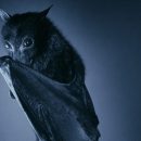 Дельфины и летучие мыши помогут создать новые эхолокационные устройства Дельфины и летучие мыши помогут создать новые эхолокационные устройства