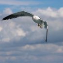 Ученые выяснили, каким образом птицы научились летать Ученые выяснили, каким образом птицы научились летать