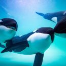 Ученые выявили у косаток человеческие черты характера Ученые выявили у косаток человеческие черты характера