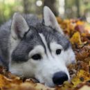 Ученые назвали малоизвестную болезнь, которая убивает собак за 15 минут Ученые назвали малоизвестную болезнь, которая убивает собак за 15 минут