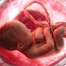 Британские ученые создали первую искусственную плаценту Британские ученые создали первую искусственную плаценту