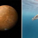 Ученые NASA на Марсе нашли останки древних черепах Ученые NASA на Марсе нашли останки древних черепах