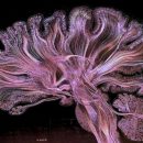 Ученые создали изображение мозга путем ручного рисования Ученые создали изображение мозга путем ручного рисования