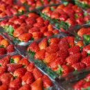 Ученые: Клубника снижает риск развития рака груди Ученые: Клубника снижает риск развития рака груди
