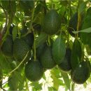 Ученые назвали 5 продуктов, повышающих половое влечение