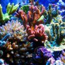 Австралийские ученые обнаружили 195 новых видов глубинных кораллов