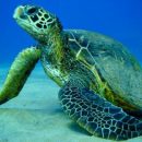 Самцы зеленых черепах станут самками из-за глобального потепления – ученые Самцы зеленых черепах станут самками из-за глобального потепления – ученые