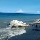 Топ-5 морских чудовищ 2018 года напугал даже самых смелых