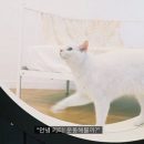 Корейские ученые показали «умную» беговую дорожку для кошек
