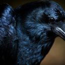 Вороны выявляют вес предмета через визуальное восприятие Вороны выявляют вес предмета через визуальное восприятие