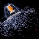 Ученые рассказали о бессмертном жителе морей Ученые рассказали о бессмертном жителе морей