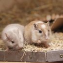 Американские ученые научились регенерировать конечности у мышей Американские ученые научились регенерировать конечности у мышей