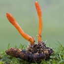 Грибы кордицепс будут использовать в космецевтике Грибы кордицепс будут использовать в космецевтике