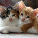 Минсельхоз США после убийства свыше 3000 котов перестанет издеваться над животными