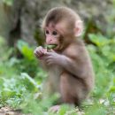 Ученые создали человекообразную обезьяну путём изменения ДНК приматов Ученые создали человекообразную обезьяну путём изменения ДНК приматов