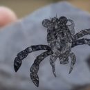 Взрослая личинка: Учёные нашли останки странного доисторического краба Взрослая личинка: Учёные нашли останки странного доисторического краба